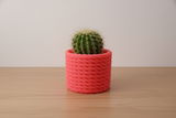Cactus Vase Pink with cactus