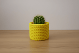 Cactus Vase - NUVIA Home