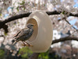 Japandi Bird Feeder - NUVIA Home