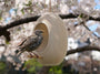 Japandi Bird Feeder - NUVIA Home